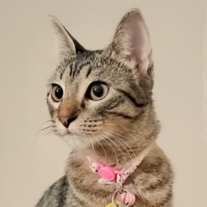 Meet your Posher, Diana